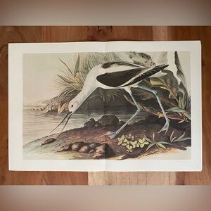 Vintage Audubon Bird Illustration Bookplate Book Page Print Perfect for framing